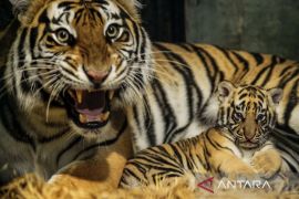 Seekor anak harimau Benggala mati di Bandung Zoo