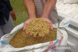 Bulog, BRIN expand tech partnership for food security