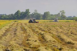 Ekspor beras Vietnam hadapi keterlambatan akibat konflik Timur Tengah