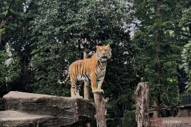 Farhan prihatin atas kematian anak harimau Benggala di Bandung Zoo