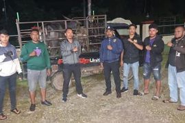 Polisi temukan dua kerbau warga yang dicuri orang di Sumba