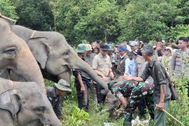 Gubernur Lampung sebut pembatas TNWK solusi permanen atasi konflik satwa