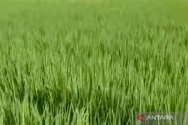 Distan Mukomuko antisipasi dampak perubahan cuaca pada pertanian