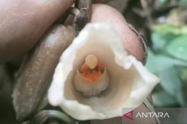 Balai Besar TNBTS identifikasi temuan dua spesies anggrek baru