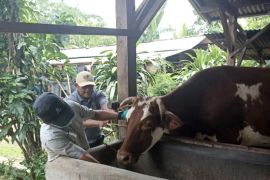 Realisasi vaksinasi PMK bagi ternak di Lampung capai 61.739 dosis per Maret