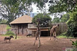 Farhan memastikan pengelola baru Bandung Zoo dipilih secara transparan