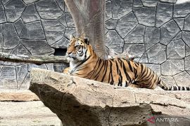 DPRD menyoroti tata kelola Bandung Zoo usai dua harimau mati