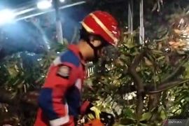 Damkar Jaktim evakuasi pohon tumbang di Ciracas