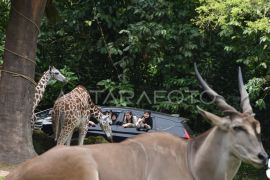 Wisata satwa Taman Safari Bogor saat libur Lebaran