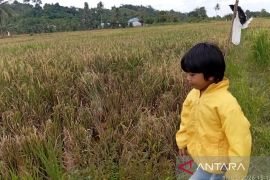 Kukar dongkrak produksi padi demi jadi lumbung pangan