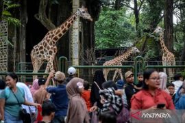 353.525 wisatawan kunjungi Taman Margasatwa Ragunan selama libur Lebaran