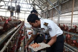 Rutan Negara kembangkan peternakan ayam petelur