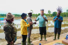 Gubernur Papua salurkan 43 traktor untuk petani di Kabupaten Jayapura
