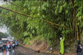 Pohon Tumbang di Kadungora, Jalur Garut-Bandung Sempat Putus