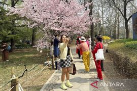 Sakura bermekaran, Taman Yuyuantan di Beijing dipadati wisatawan