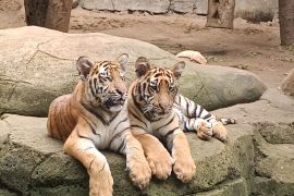 Kemenhut meningkatkan biosekuriti pascakematian harimau di Bandung Zoo