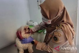 BKHIT Maluku gencarkan uji rabies pada hewan peliharaan di Ambon cegah peningkatan kasus