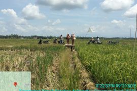 Penanggulangan dampak bencana sektor pertanian di Pasaman Barat dikerjakan secara swakelola