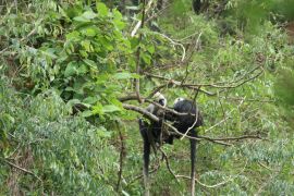 Huawei sediakan AI pantau konservasi lutung kepala putih di Guangxi