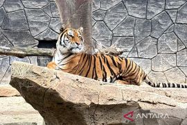 DPRD panggil BKSDA-Dishut imbas kematian dua harimau di Bandung Zoo