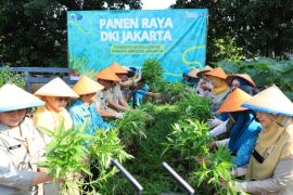 Jaga ketahanan pangan, Jaksel panen pertanian perkotaan di 177 lokasi