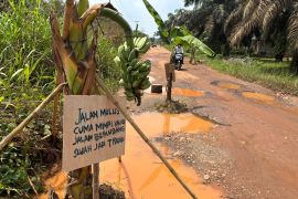 Warga Talang Belido Kabupaten Muaro Jambi tanam pohon pisang di jalan berlobang sebagai bentuk protes