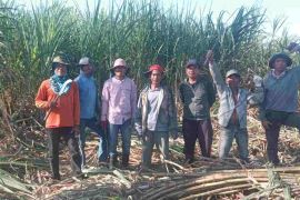 Desa Sorinomo di Dompu jadi episentrum ekonomi tebu