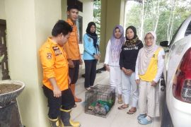 Seekor anak bekantan diamankan BPBD Balangan untuk diserahkan ke BKSDA