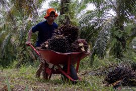 Harga TBS sawit Sumbar periode 22-31 Maret 2026 tembus Rp4.125 per kg