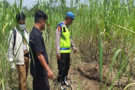 Polisi evakuasi kerangka manusia di PTPN Pemalang