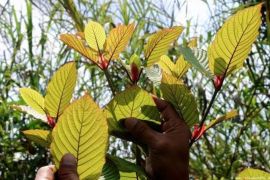 Kutai Kartanegara dongkrak ekonomi kerakyatan melalui ekspor daun kratom