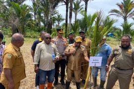 Pemkab Jayapura tidak keluarkan izin PBG di lahan produktif sagu