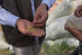 Bulog Sumut serap 50 ton gabah di Langkat perkuat ketahanan pangan