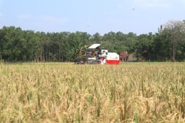 78 persen sawah di Kuningan tuntas panen padi sampai Maret 2026