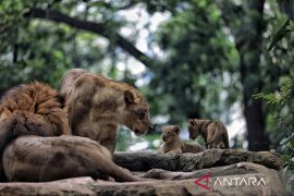 DPRD Jabar minta pemkot transparan pilih pengelola baru Bandung Zoo