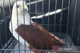 BKSDA evakuasi elang bondol yang dipelihara warga di Badung