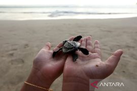 Konservasi penyu, tukik dilepasliarkan di Lampuuk Aceh