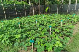 Mahasiswa UNG analisis pertumbuhan Kacang Hijau melalui pemupukan dan penyiangan