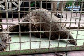 BPBD Jember evakuasi Trenggiling Jawa di lokasi terdampak banjir