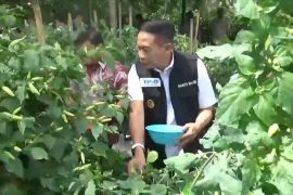 Harga cabai rawit melonjak, Pemkot Malang siapkan intervensi pasar