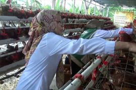 Kelompok wanita di DIY budidayakan ayam petelur untuk cegah stunting