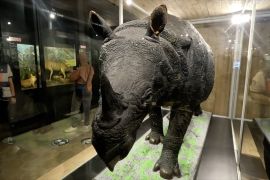 Museum Zoologi Bogor luncurkan ruang edukasi digital "Immerzoa"
