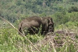 Populasi terancam! Prabowo siapkan Inpres untuk selamatkan gajah