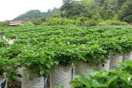 Produksi stroberi di Balingka Agam kembali bergeliat usai bencana