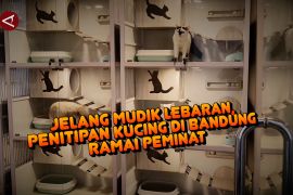 Jelang mudik Lebaran, penitipan kucing di Bandung ramai peminat