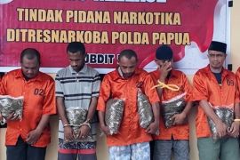 Polda Papua bongkar 36 kasus narkotika, sita 9,3 kg ganja