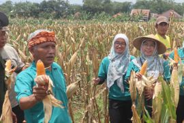 Pemkab Kuningan menggandeng swasta kembangkan komoditas jagung