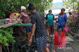 Mama-mama Kampung Enggros jaga hutan bakau