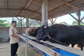 Disnakkeswan Lampung imbau feedloter lakukan ring vaksinasi untuk cegah PMK