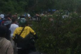 Jalur Nagreg Lumpuh! Pohon Besar Tumbang Tutup Akses Jalan Sore Ini